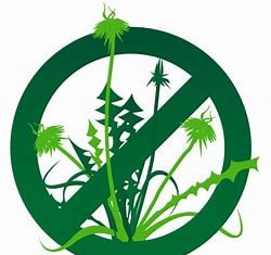 Spring has Sprung but so have the Weeds!